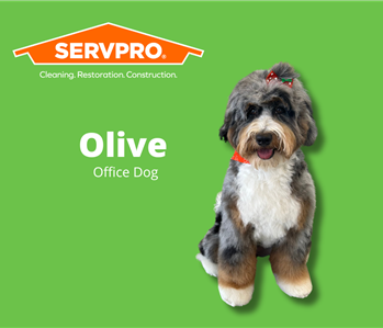 cute dog wearing a bow and bandana in front of a green background and servpro logo