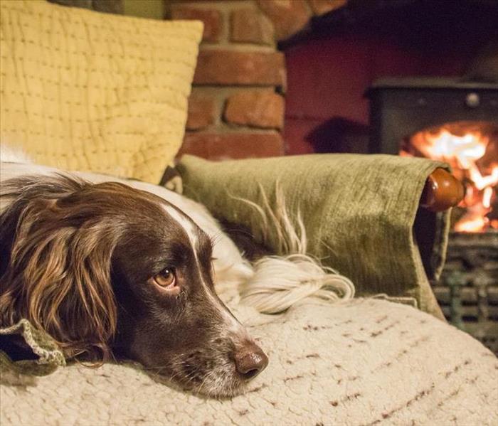 Dog inside house by fireplace